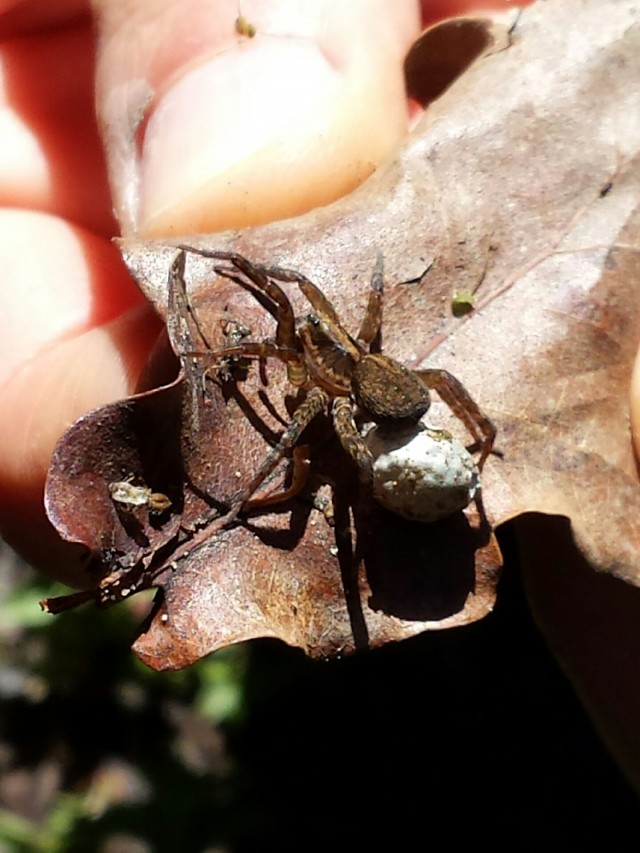 Trochosa sp. - Nettuno (RM)